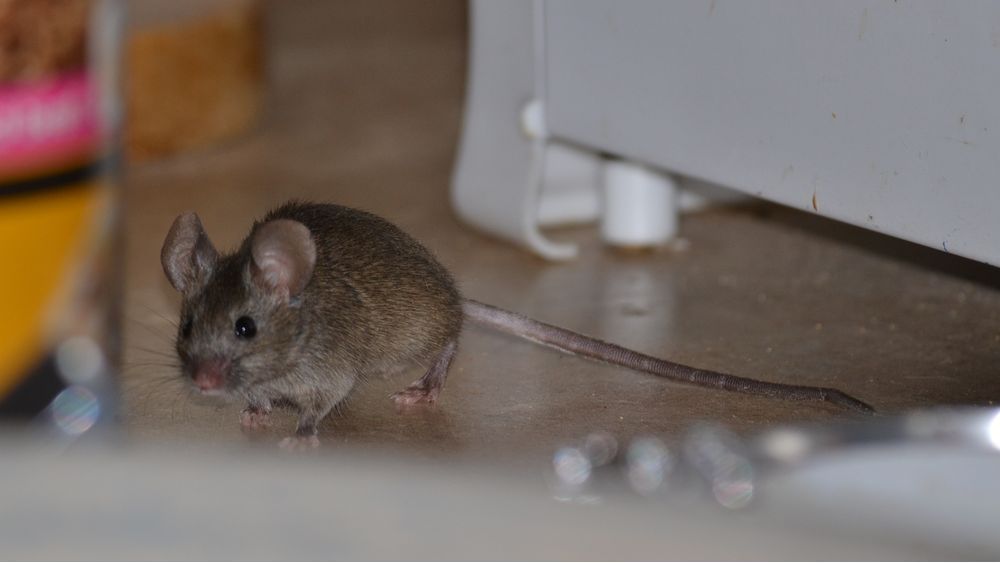 Как избавиться от мышей в частном доме навсегда? - Дезцентр-Русь